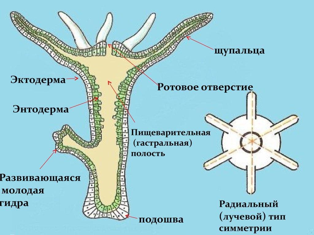Кракен маркетплейс скачать